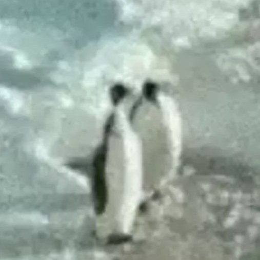 Penguenler