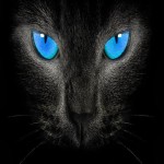 playcat